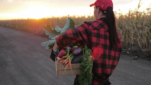 Organic Vegetables