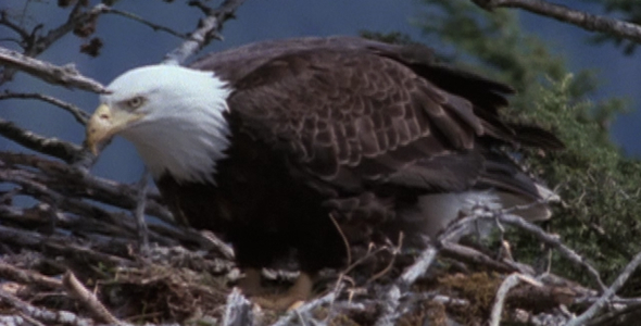 Bald Eagle Flies From Nest: Sequence