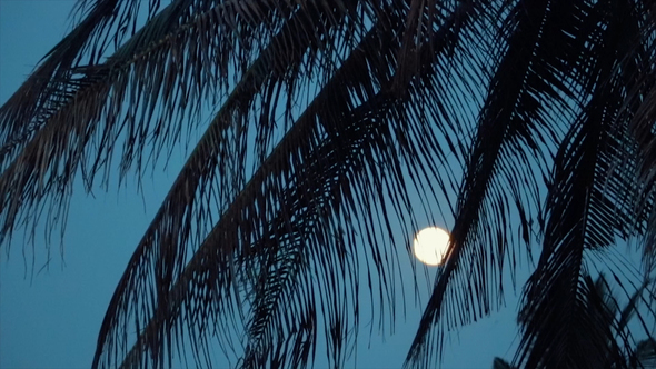 Tropical Night with View of Moon, Palm Tree in Holiday Paradise