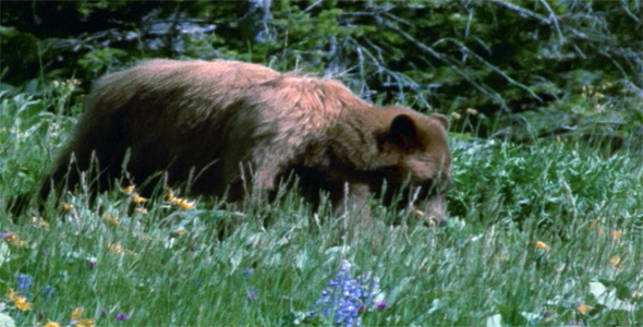 Black Bear Walks Hunts in Flowers