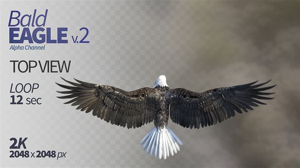 Bald Eagle-2 Top View alt