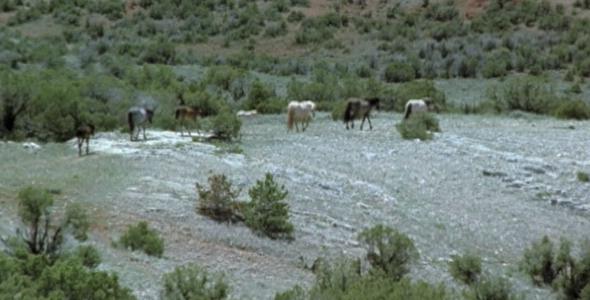 Horses Walking Along Ridge:Sequence
