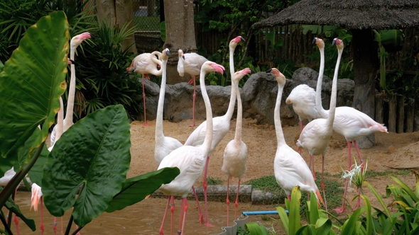White or Pink Flamingo at the Khao Kheow 