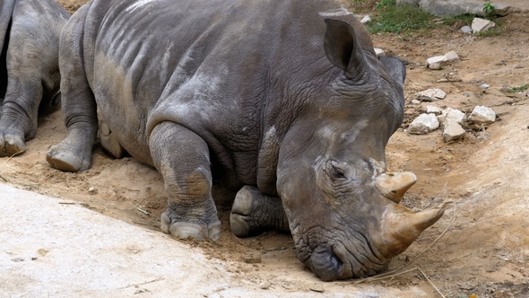 Rhinoceros Lies on the Ground at the Khao Kheow Open Zoo. Thailand