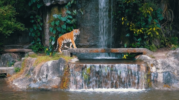 The Tiger Sit on the Rock Near the Waterfall Thailand