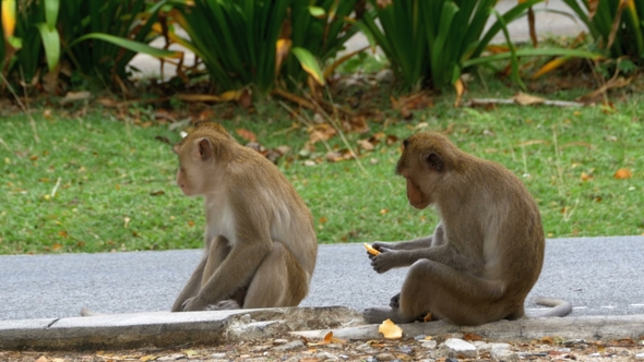 Two Monkeys Sitting on the Ground Eating Food at the Khao Kheow Open Zoo. Thailand