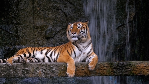 The Tiger Lies on the Rock Near the Waterfall. Thailand