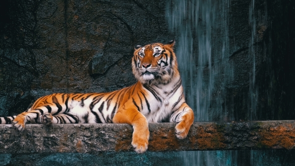 The Tiger Lies on the Rock Near the Waterfall, Thailand