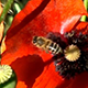 Three Red Poppies and Bees - VideoHive Item for Sale