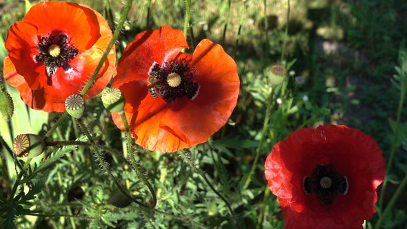 Three Red Poppies and Bees