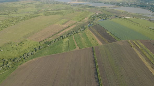 Aerial View of Agricultural Fields Corn Crops Field From Drone Point Of View and a Small Lake