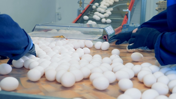 Female Staff Sorting Eggs at a Factory Conveyor