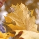 Girl Holding in Hands Maple Leaves in Autumn Park - VideoHive Item for Sale