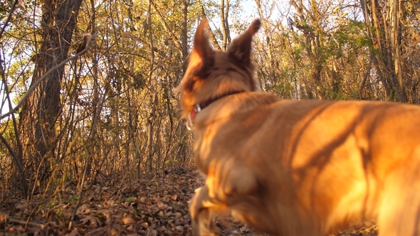 Dog Runs along Road