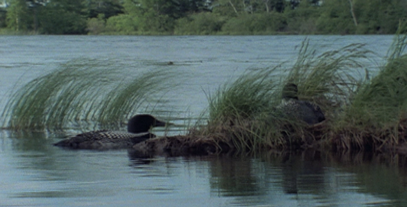 Loon Swims To Other on Nest