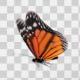 Realistic Butterfly Loop - VideoHive Item for Sale