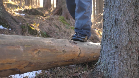of Male Feet Walking Over Wood Log Lying in Pine Forest. Unrecognizable Young Man Spending Time on