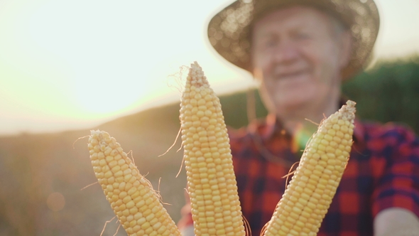 Happy Farmer Shows the Good Corn Harvest at Camera