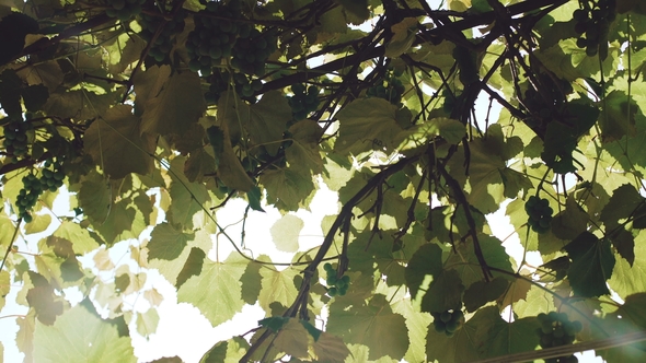 Green Vineyard on a Bright Sunny Sky Background