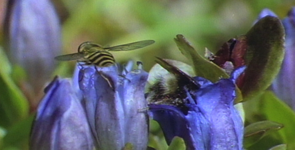 Bee On Alpine Flowe:2 Shot sequence