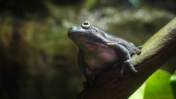 The Amazing Tree Frog Collection. Amazing Green Frog on Branch in Terrarium Amazing Frog Camouflage