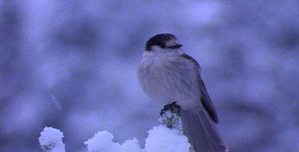 Gray Jay in Snow:2 shot sequence