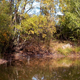 Trees Over a Pond in Autumn day - VideoHive Item for Sale