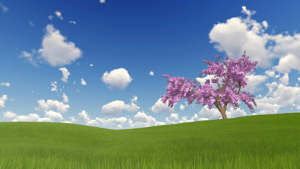 Lonely Spring Tree on Green Grass Field