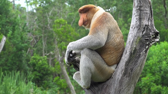 Male Proboscis Monkey (Nasalis Larvatus) Sitting on Tree Branch. Endangered Endemic Borneo Animal