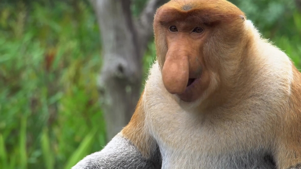 Male Proboscis Monkey (Nasalis Larvatus) Chewing Food. Endangered Endemic Borneo Animal