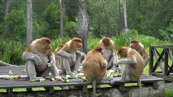 Group of Proboscis Monkey (Nasalis Larvatus) Eating on Feeding Planform. Endangered Endemic Borneo