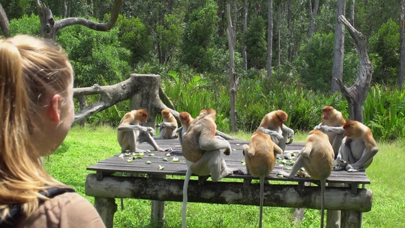 Female Tourist Looking at Proboscis Monkeys