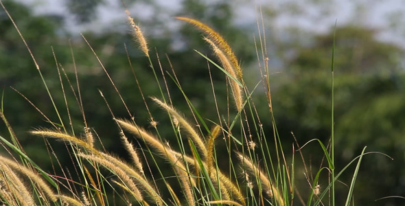 Golden Lalang Flower Dancing