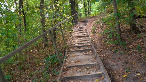 Wooden Staircase in the Forest