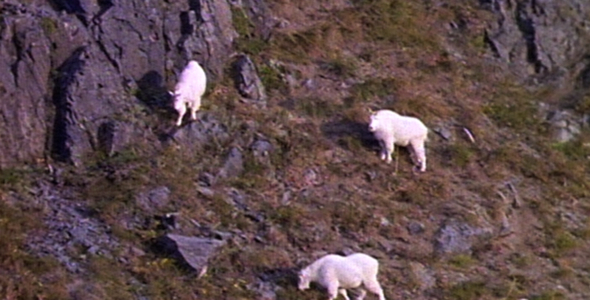 Mountain Goat Herd: 2 Shot Sequence
