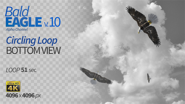 Bald Eagle-10 Circling Loop alt