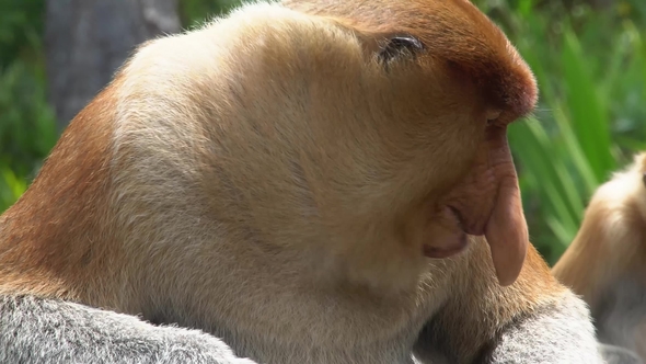 Portrait of Male Proboscis Monkey (Nasalis Larvatus) Eating Food. Endangered Endemic Borneo Animal