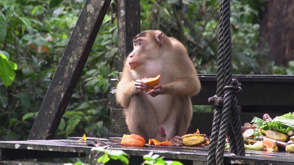 Long Tailed Macaque (Macaca Fascicularis) Eating Fruit at Feeding Platform