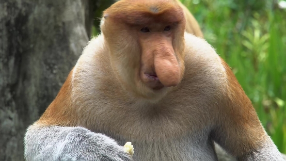 Male Proboscis Monkey (Nasalis Larvatus) Chewing Food. Endangered Endemic Borneo Animal