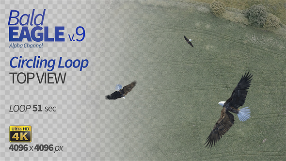 Bald Eagle-9 Circling Loop alt