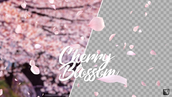 Cherry Blossom alt