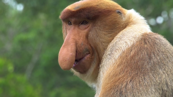 Male Proboscis Monkey (Nasalis Larvatus) Scratching Nose Endangered Endemic Borneo Animal