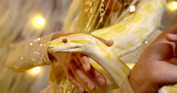 Closeup of a Yellow Snake in the Hands of the Girl Model in the Studio in Costume with Sequins