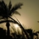 Spikes and Palm Trees Silhouette at the Sunset - VideoHive Item for Sale