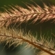 Beautiful Grass Ear Spikes at the Sunset - VideoHive Item for Sale
