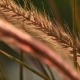 Beautiful Grass Ear Spikes at the Sunset - VideoHive Item for Sale