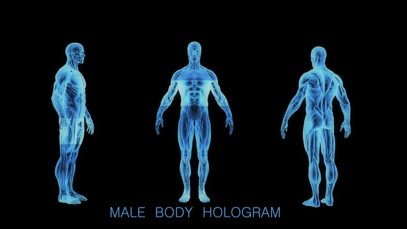 Male Muscular System Hologram alt