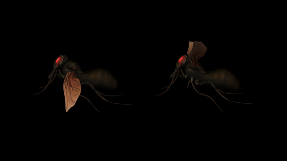 Cartoon Fly alt