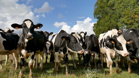The Herd of Holstein Milk Cows Grazing on Pasture and Looking at the Camera During Warm Sunny Day