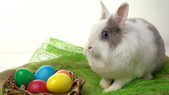 Easter Bunny Sitting Near a Nest with Colorful Eggs on a White Background